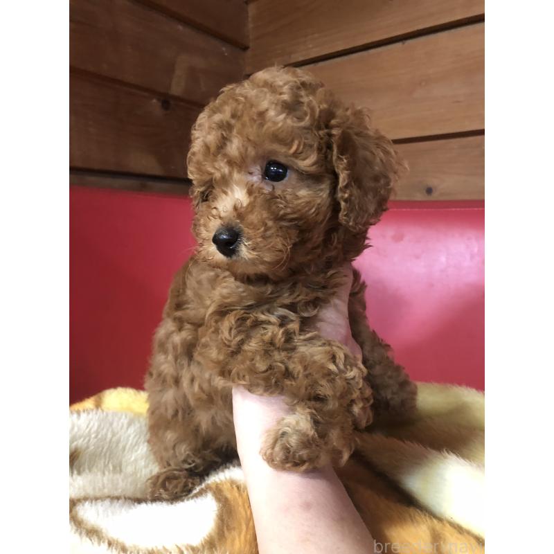 販売中の兵庫県のトイプードル-444620の7枚目