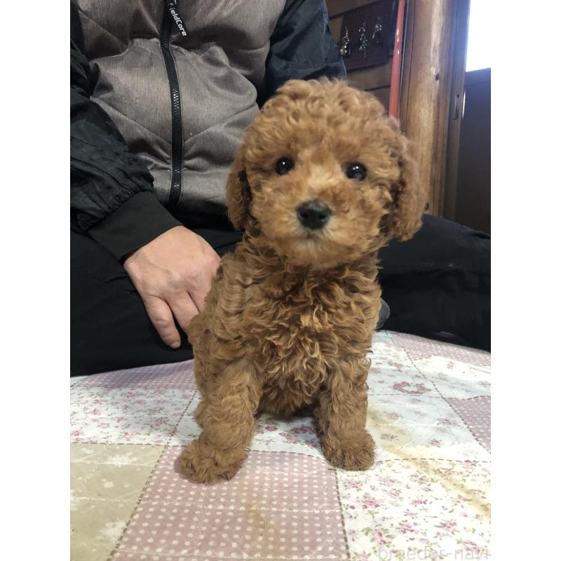 販売中の兵庫県のトイプードル-444620の6枚目