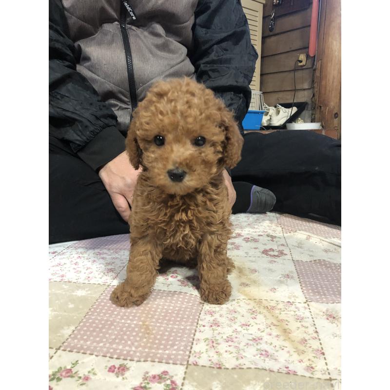 販売中の兵庫県のトイプードル-444620の4枚目