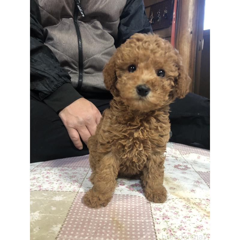 販売中の兵庫県のトイプードル-444620の3枚目