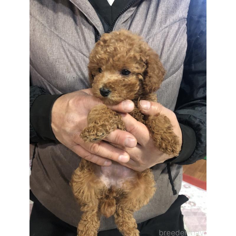 販売中の兵庫県のトイプードル-444620の2枚目