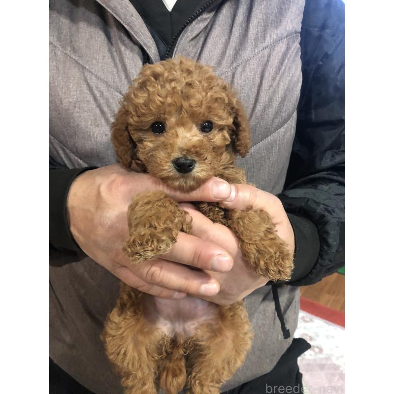 販売中の兵庫県のトイプードル-444620