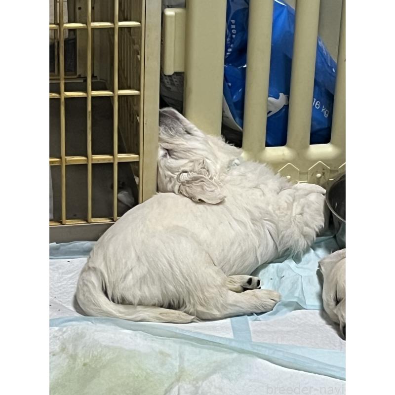 販売中の茨城県のゴールデンレトリーバー-444621の11枚目