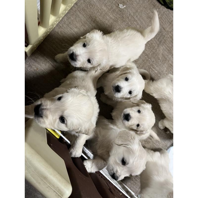 販売中の茨城県のゴールデンレトリーバー-444621の9枚目