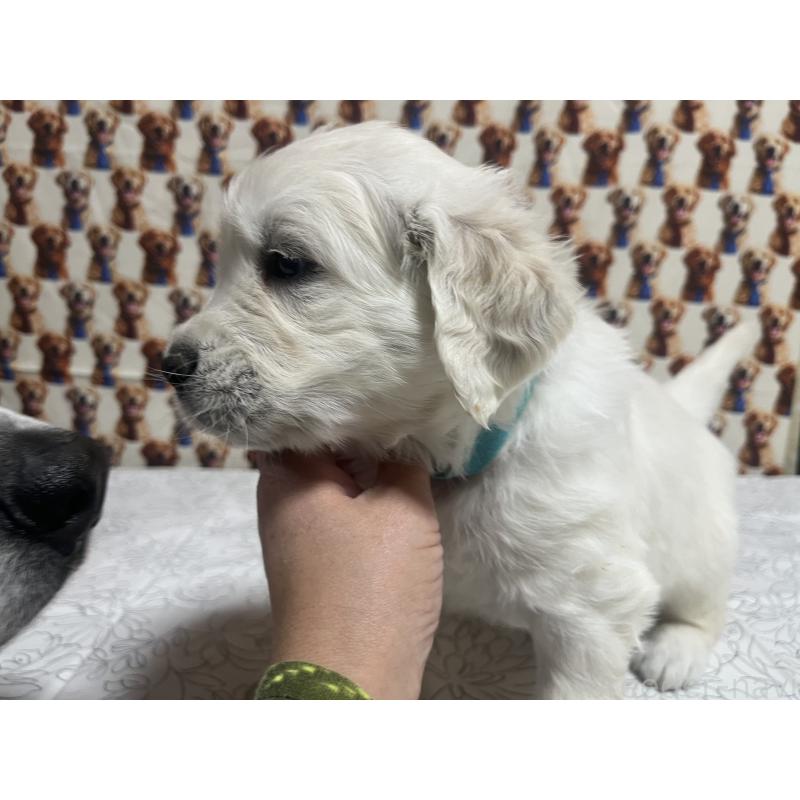 販売中の茨城県のゴールデンレトリーバー-444621の8枚目