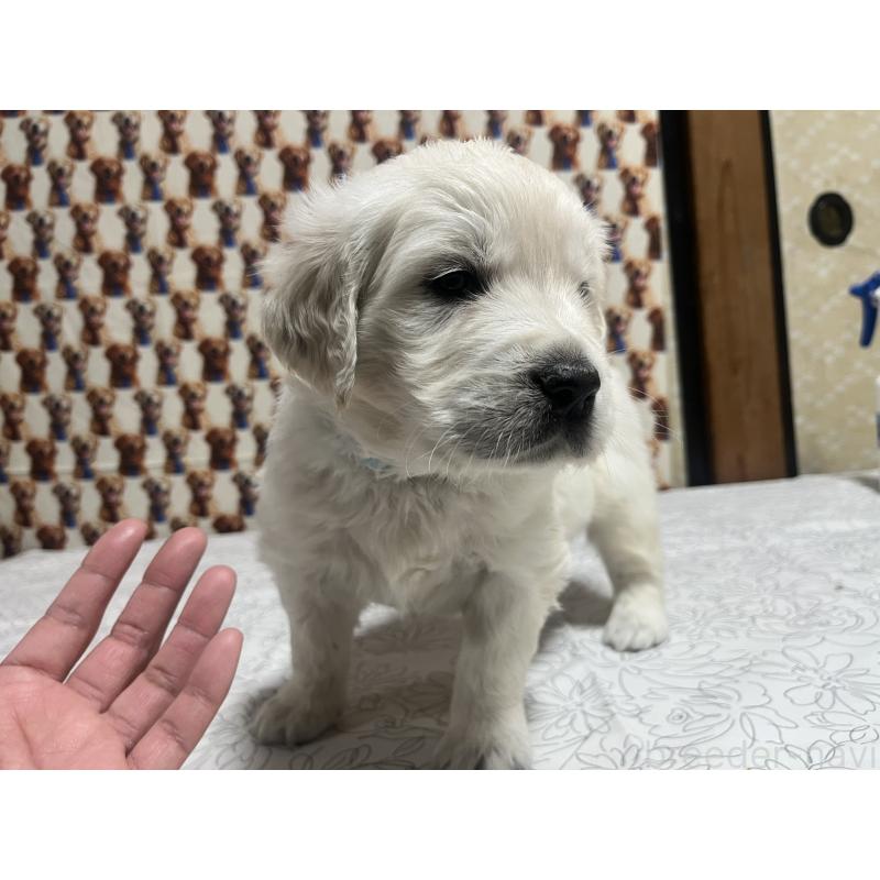 販売中の茨城県のゴールデンレトリーバー-444621の7枚目