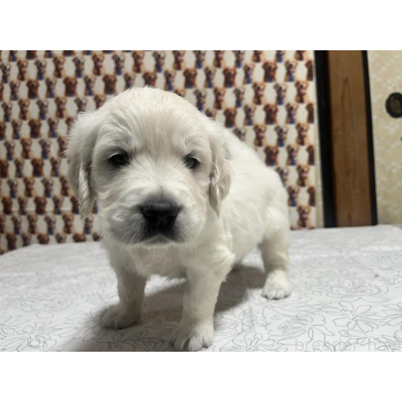 販売中の茨城県のゴールデンレトリーバー-444621の6枚目