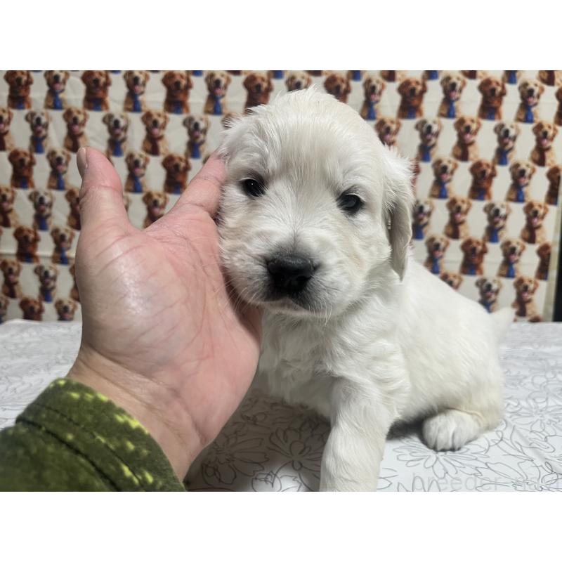 販売中の茨城県のゴールデンレトリーバー-444621の5枚目