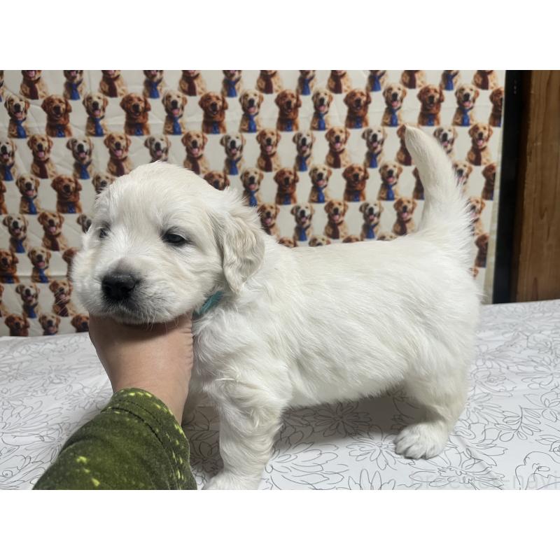 販売中の茨城県のゴールデンレトリーバー-444621の4枚目