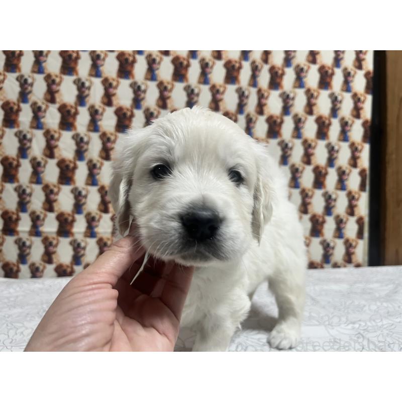 販売中の茨城県のゴールデンレトリーバー-444621の3枚目