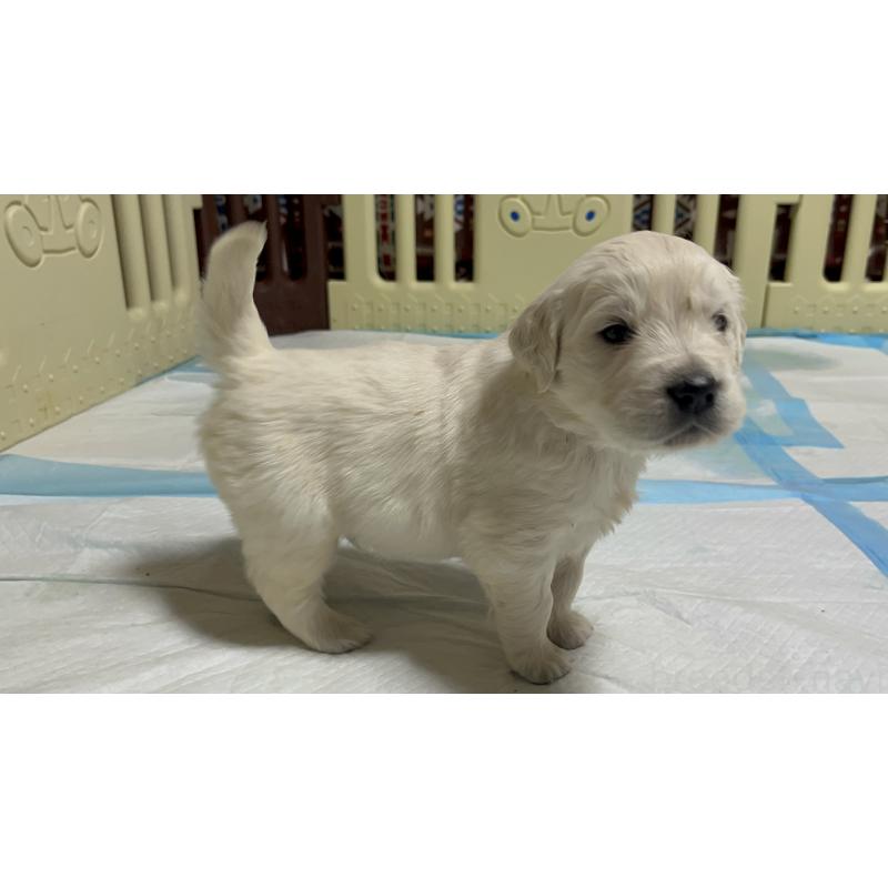 販売中の茨城県のゴールデンレトリーバー-444621の2枚目