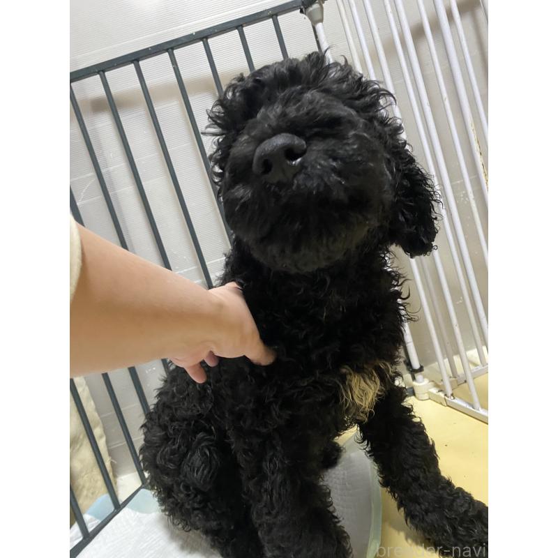 販売中の大阪府のゴールデンドゥードル:ゴールデンレトリーバー×プードル-436251