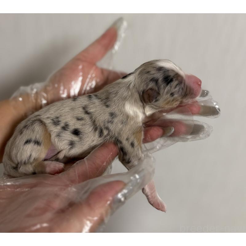 販売中の山梨県のオーストラリアンシェパード-444622の6枚目