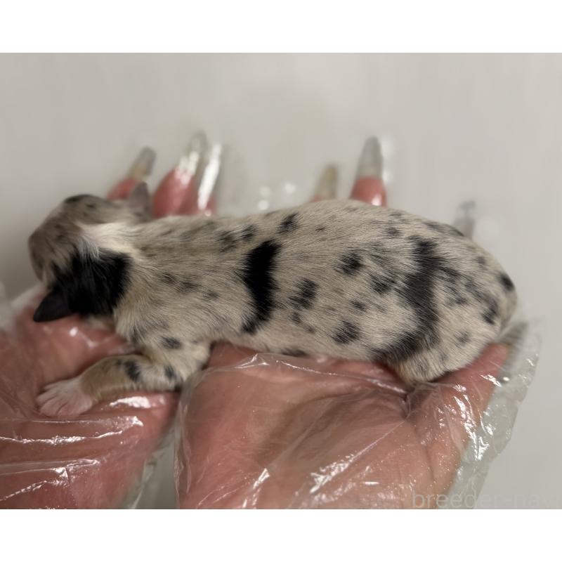 販売中の山梨県のオーストラリアンシェパード-444622の5枚目