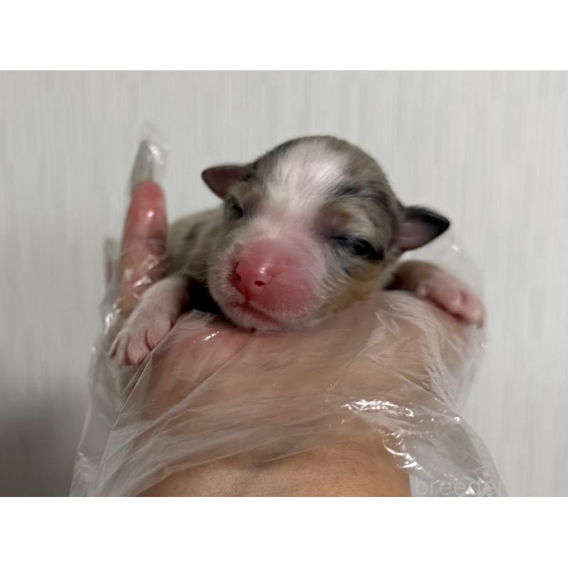 販売中の山梨県のオーストラリアンシェパード-444622の1枚目