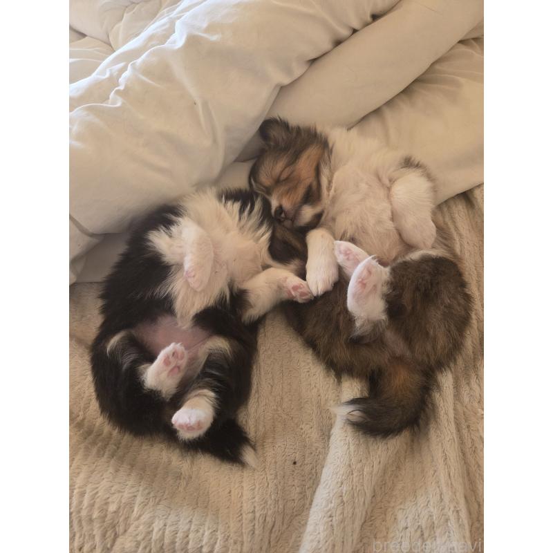 商談中の広島県のシェットランドシープドッグ(シェルティ)-439303の3枚目