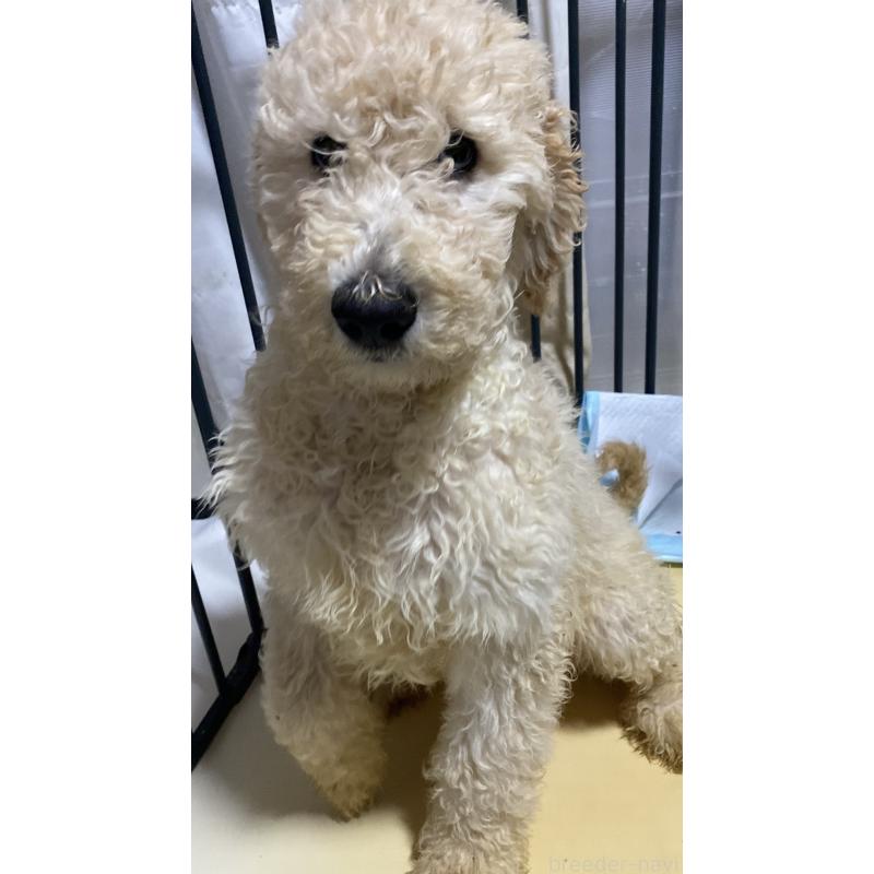 販売中の大阪府のゴールデンドゥードル:ゴールデンレトリーバー×プードル-436247の3枚目