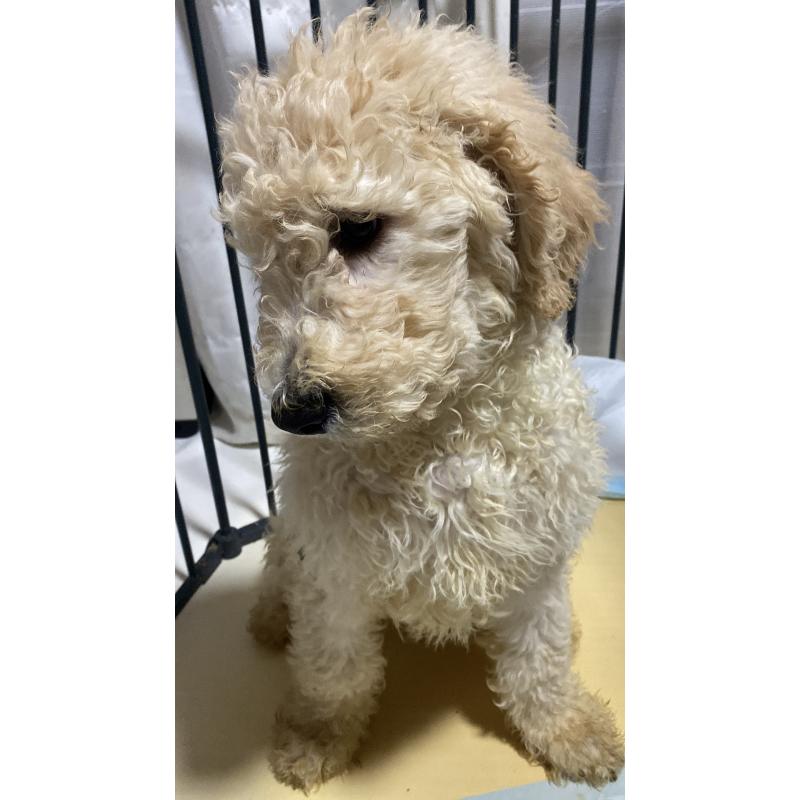 販売中の大阪府のゴールデンドゥードル:ゴールデンレトリーバー×プードル-436247の2枚目