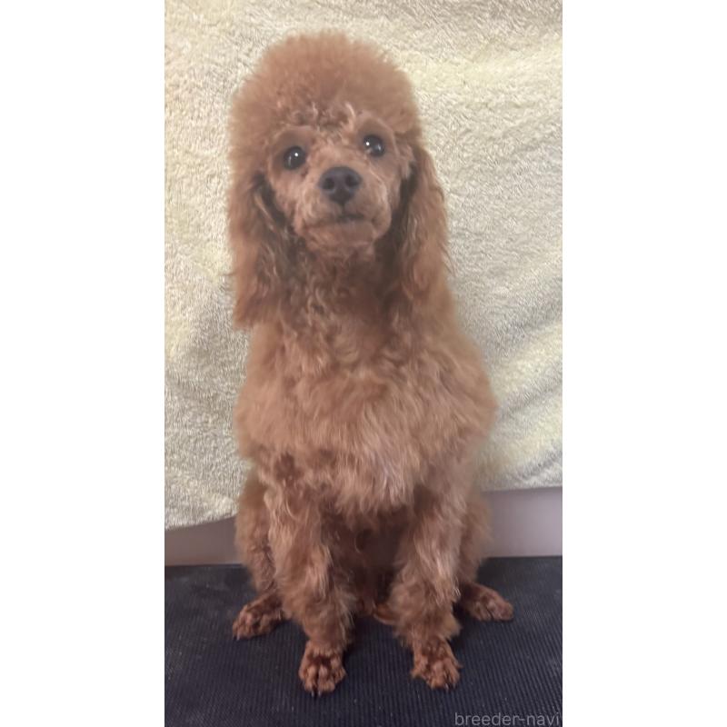 販売中の神奈川県のトイプードル-390477