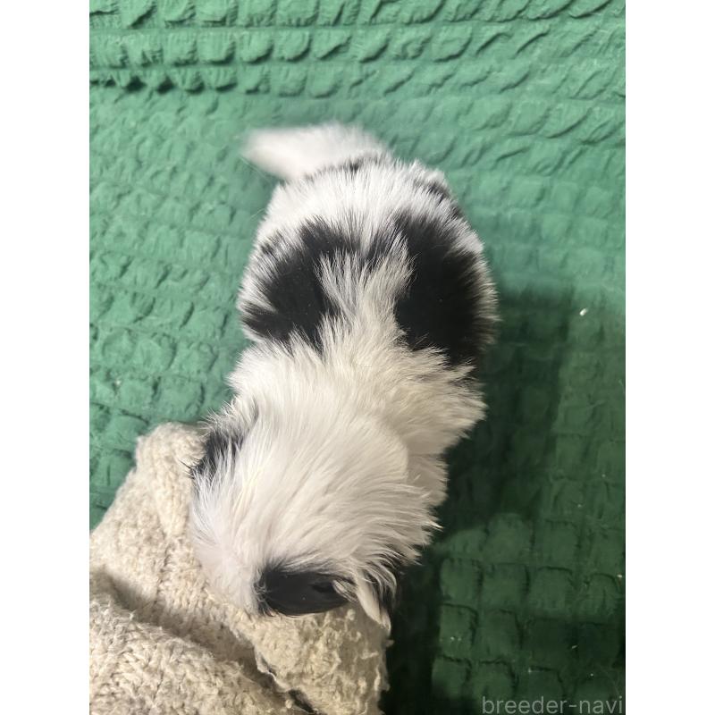 販売中の兵庫県の狆 (チン)-444623の2枚目