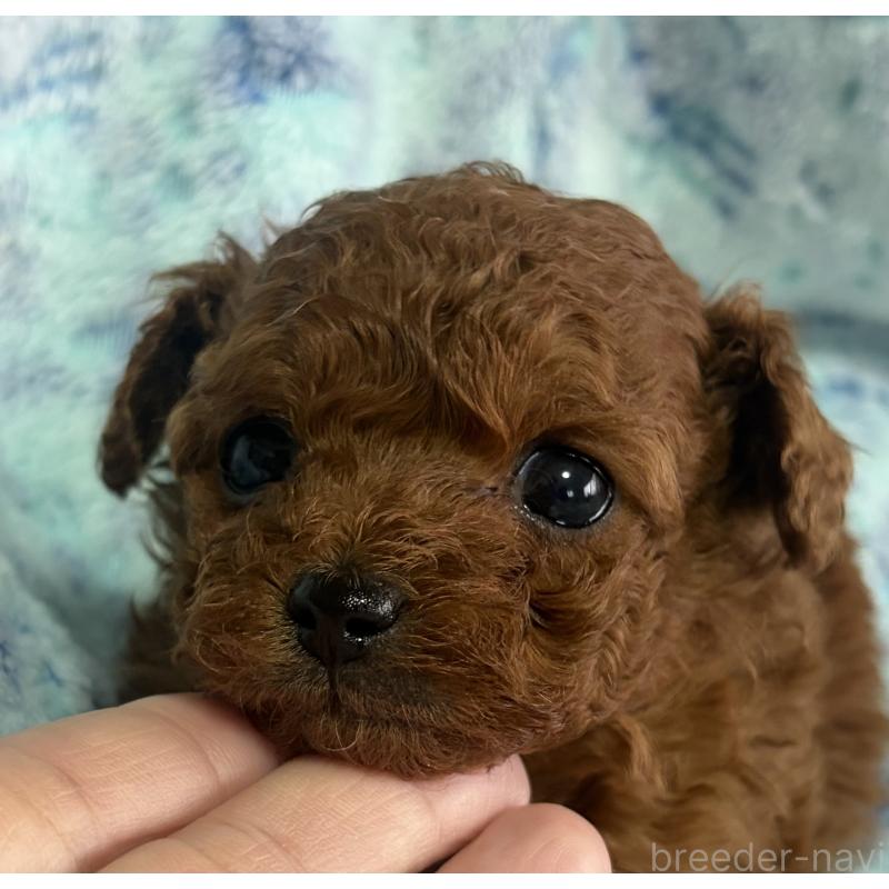 商談中の岡山県のティーカッププードル-441225の4枚目