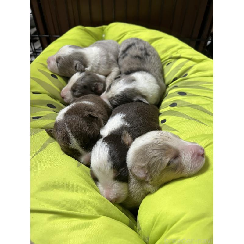 販売中の福岡県のボーダーコリー-444625の9枚目