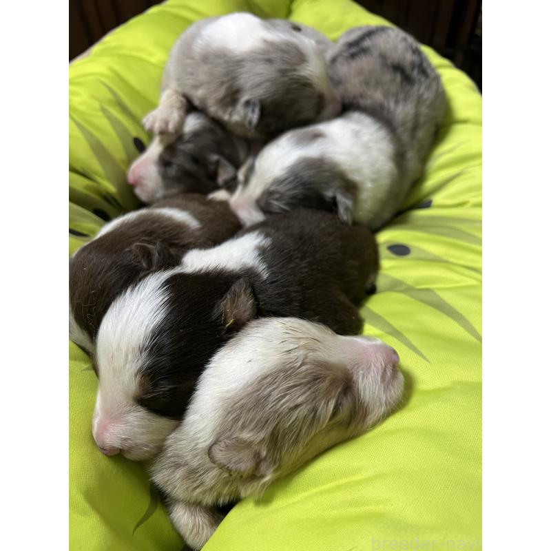 販売中の福岡県のボーダーコリー-444625の7枚目