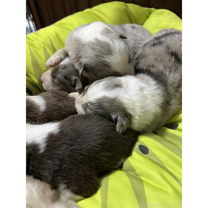 販売中の福岡県のボーダーコリー-444625の6枚目