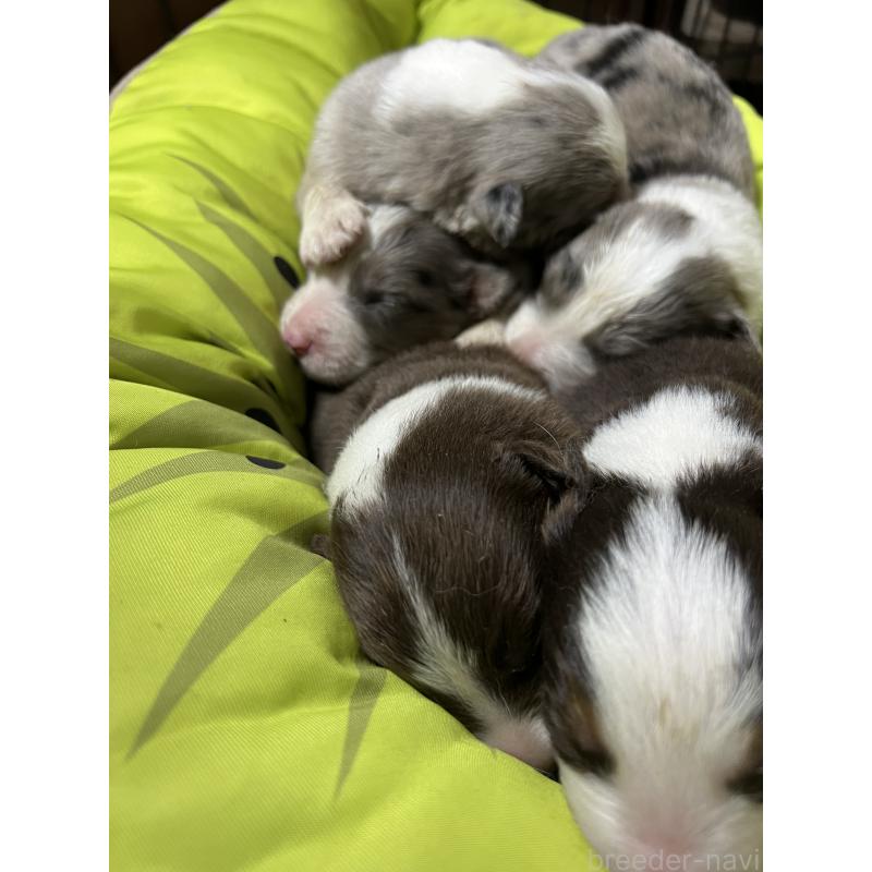 販売中の福岡県のボーダーコリー-444625の5枚目