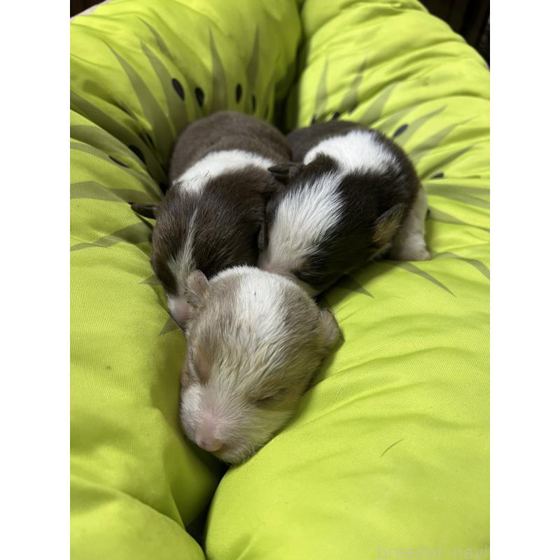 販売中の福岡県のボーダーコリー-444625の4枚目