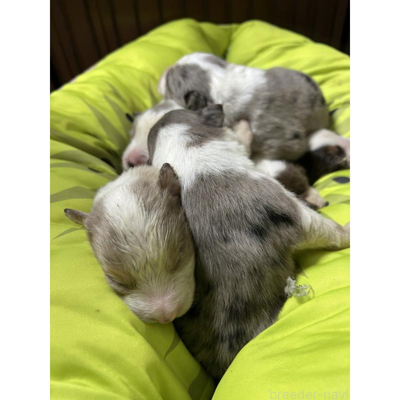 販売中の福岡県のボーダーコリー-444625の3枚目