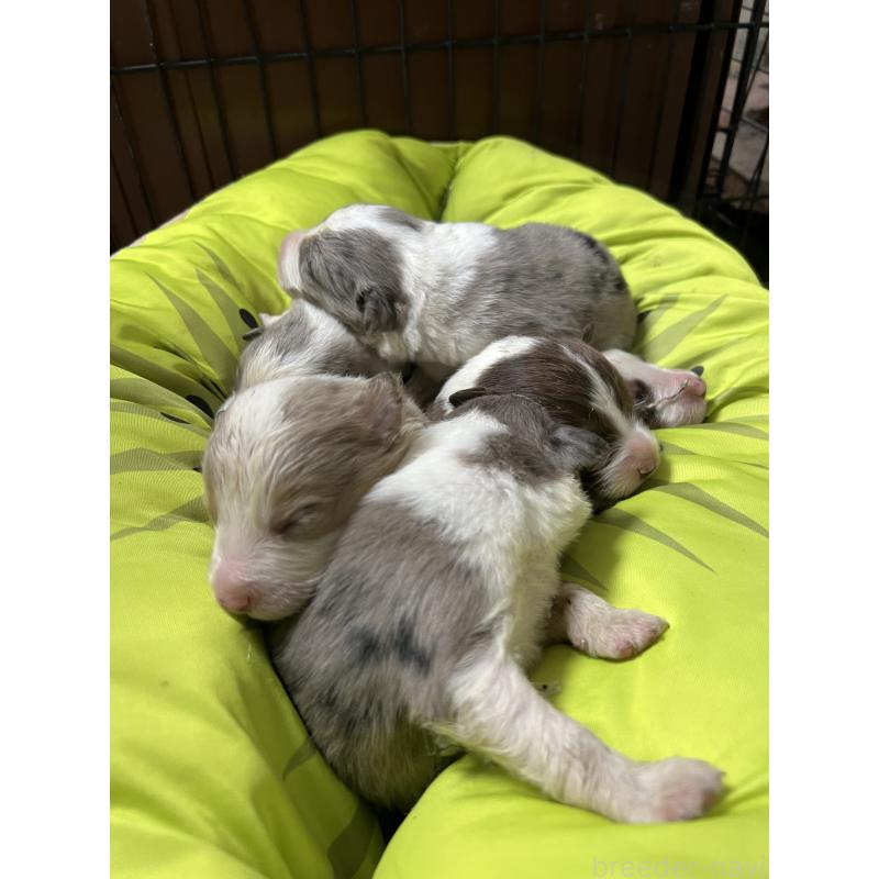 販売中の福岡県のボーダーコリー-444625の2枚目