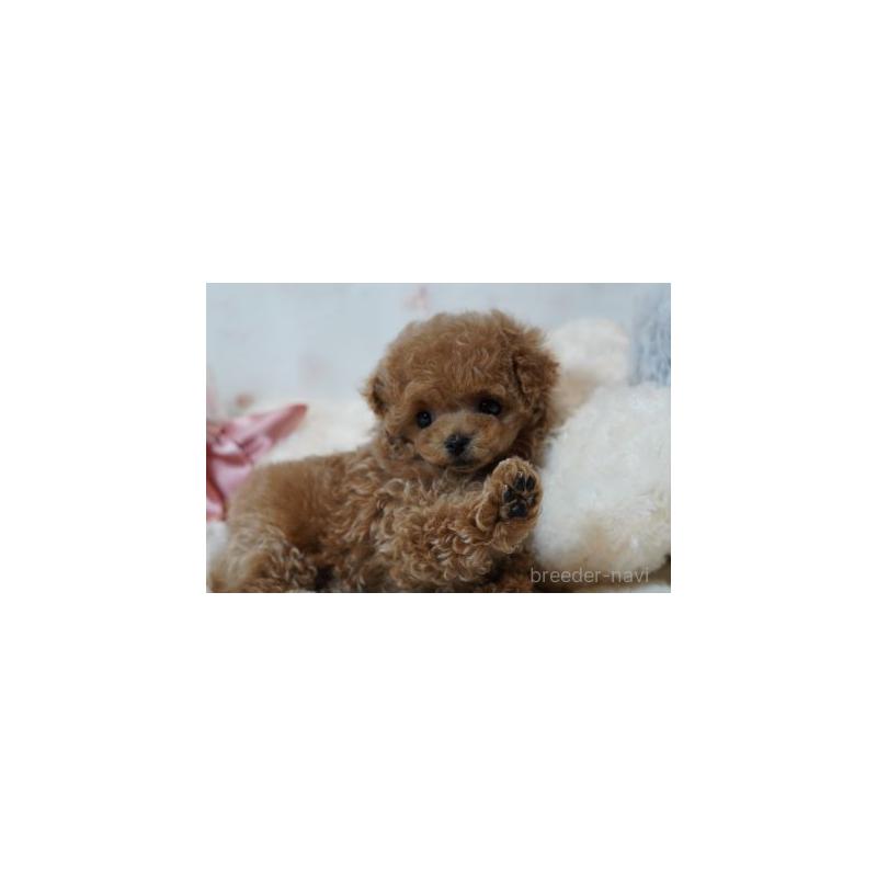 販売中の兵庫県のティーカッププードル-444626の5枚目