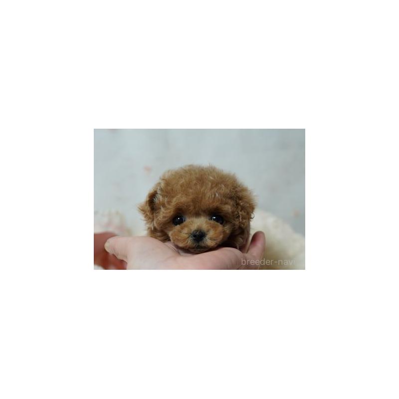 販売中の兵庫県のティーカッププードル-444626の3枚目