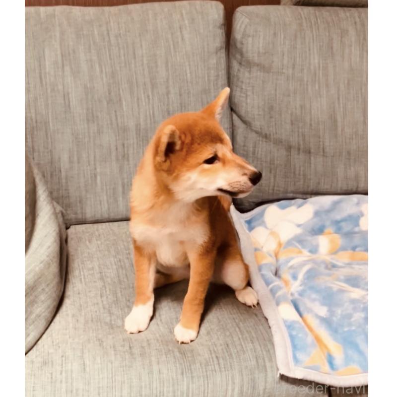 販売中の岡山県の柴犬-435330の8枚目