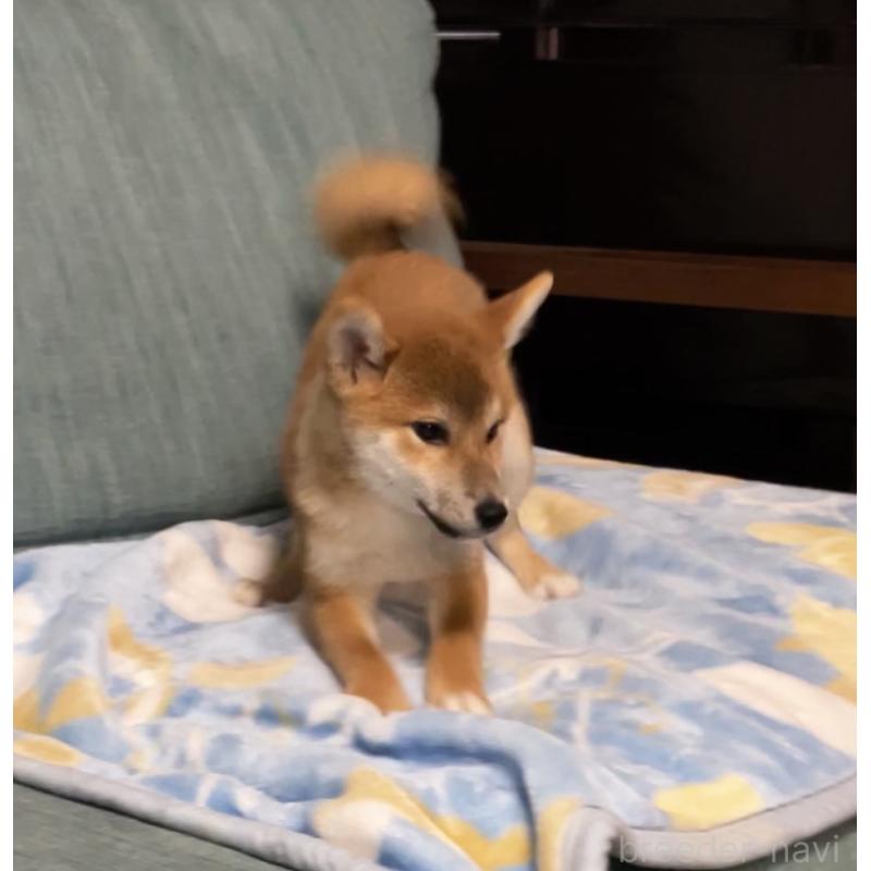 販売中の岡山県の柴犬-435330の6枚目