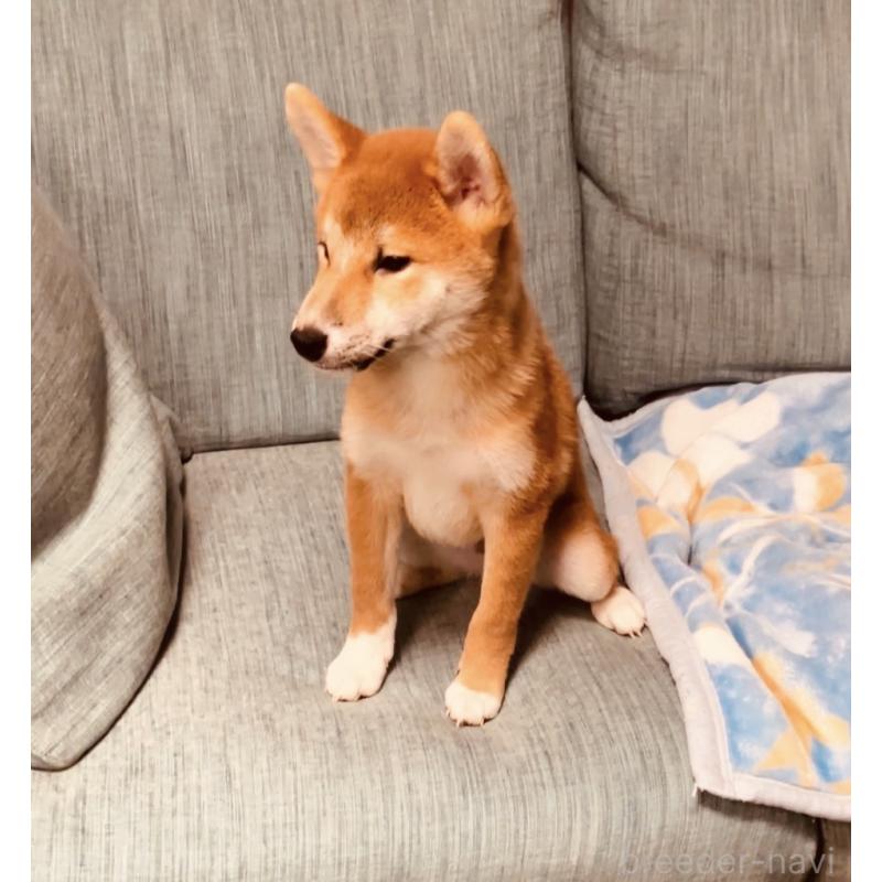 販売中の岡山県の柴犬-435330の5枚目