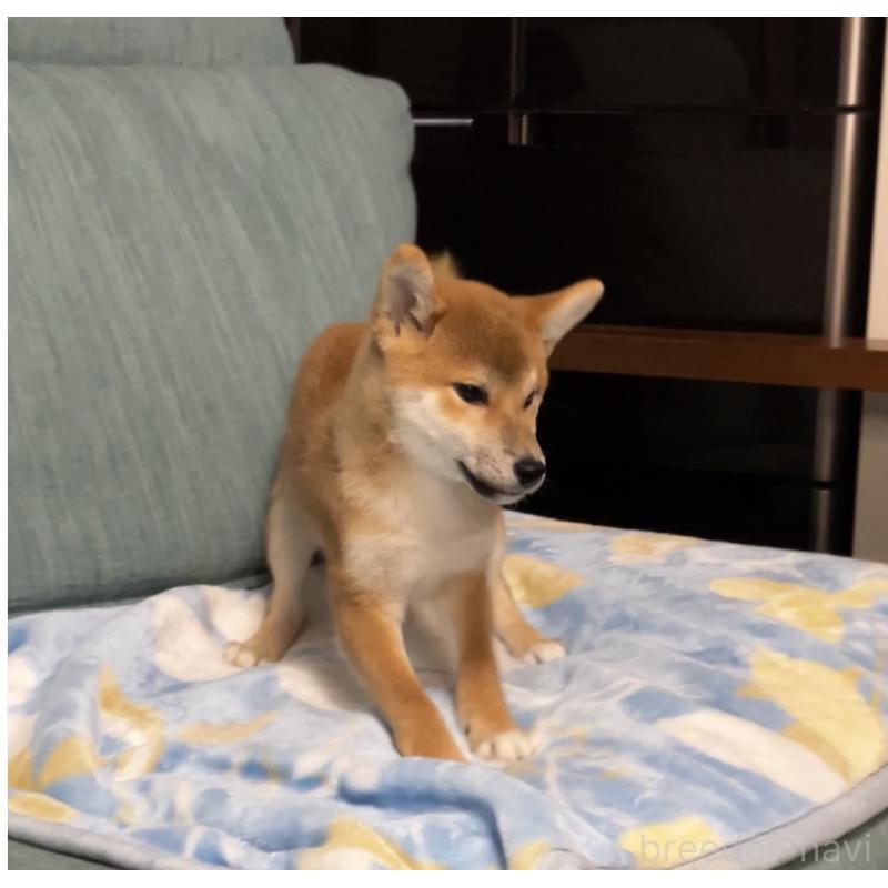 販売中の岡山県の柴犬-435330の4枚目