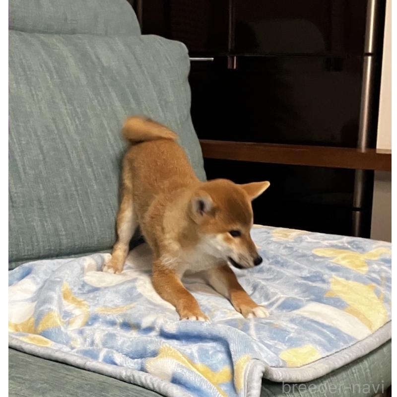 販売中の岡山県の柴犬-435330の3枚目