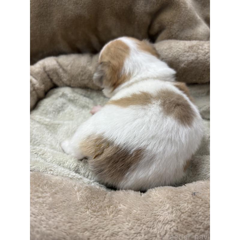 販売中の東京都のミックス犬-438567の11枚目