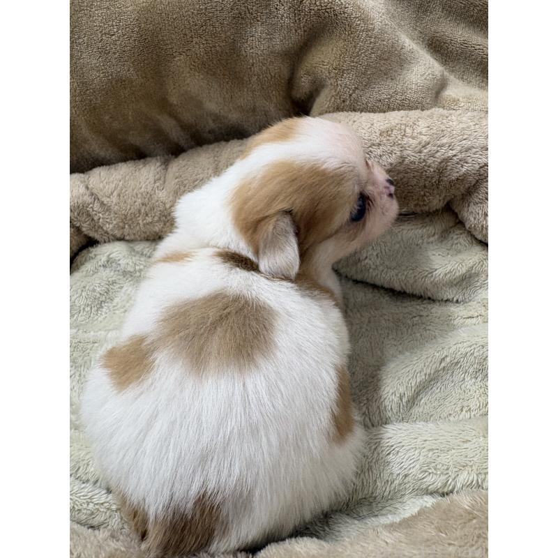 販売中の東京都のミックス犬-438567の10枚目