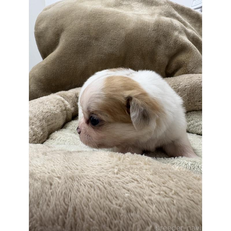 販売中の東京都のミックス犬-438567の8枚目