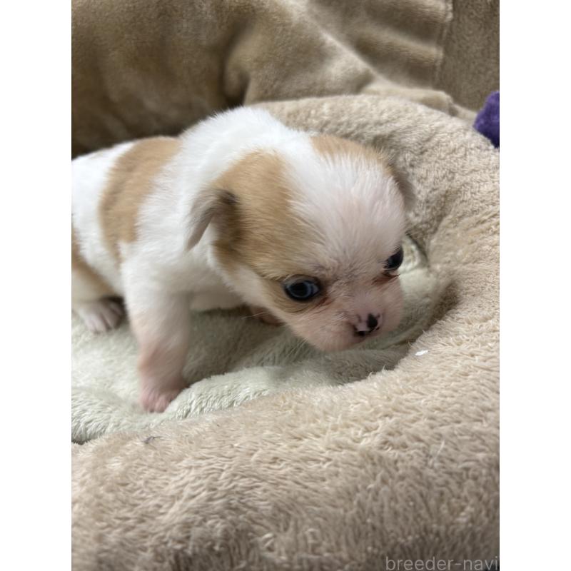 販売中の東京都のミックス犬-438567の7枚目