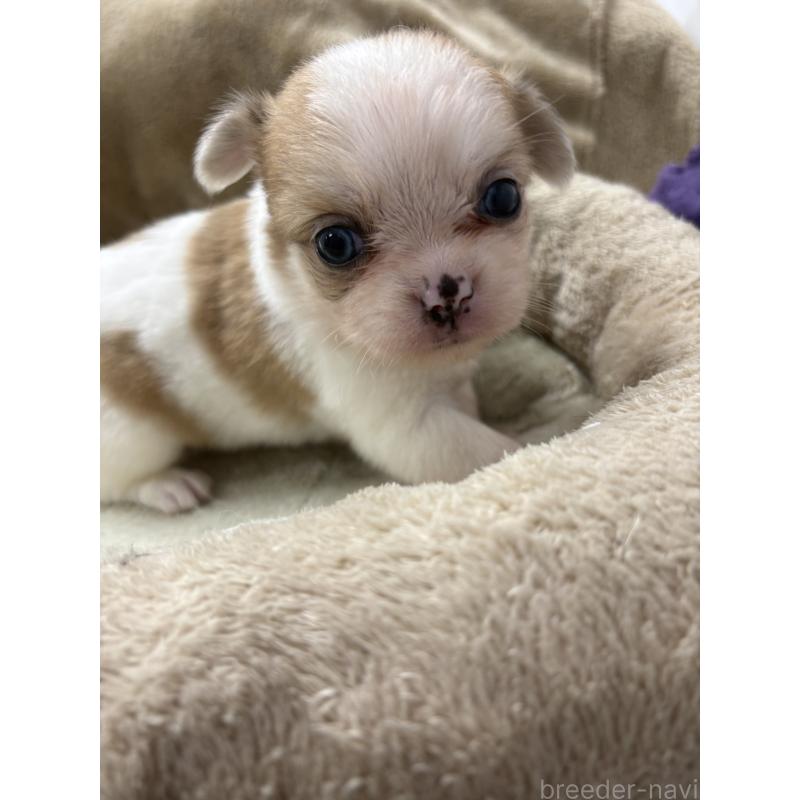 販売中の東京都のミックス犬-438567の6枚目