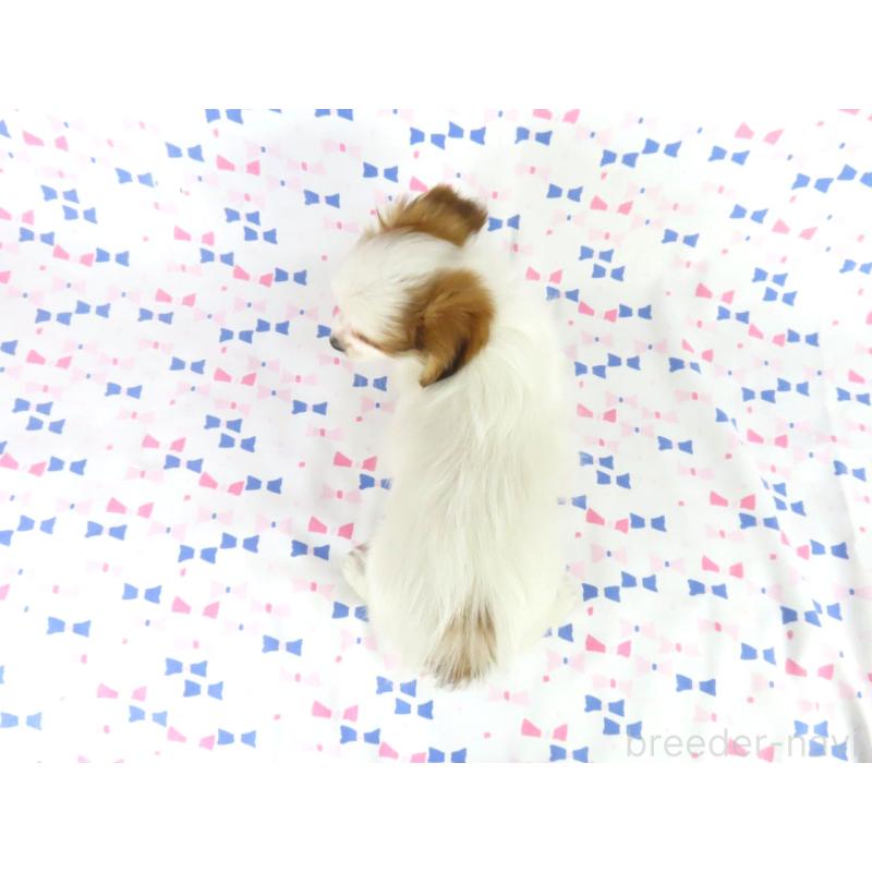 販売中の千葉県のパピヨン-436930の5枚目