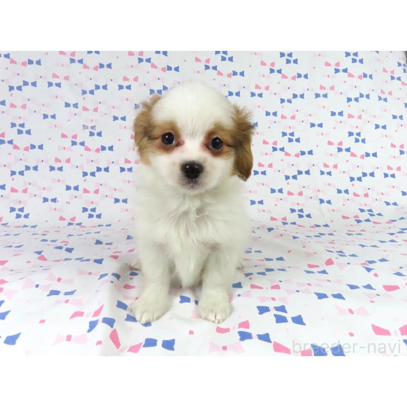 販売中の千葉県のパピヨン-436930の4枚目