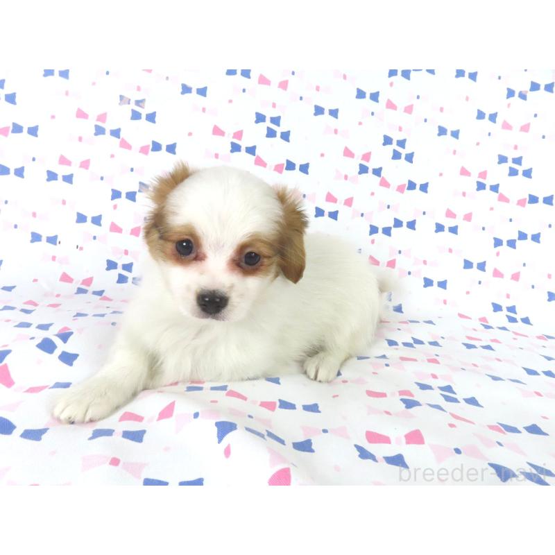 販売中の千葉県のパピヨン-436930の2枚目