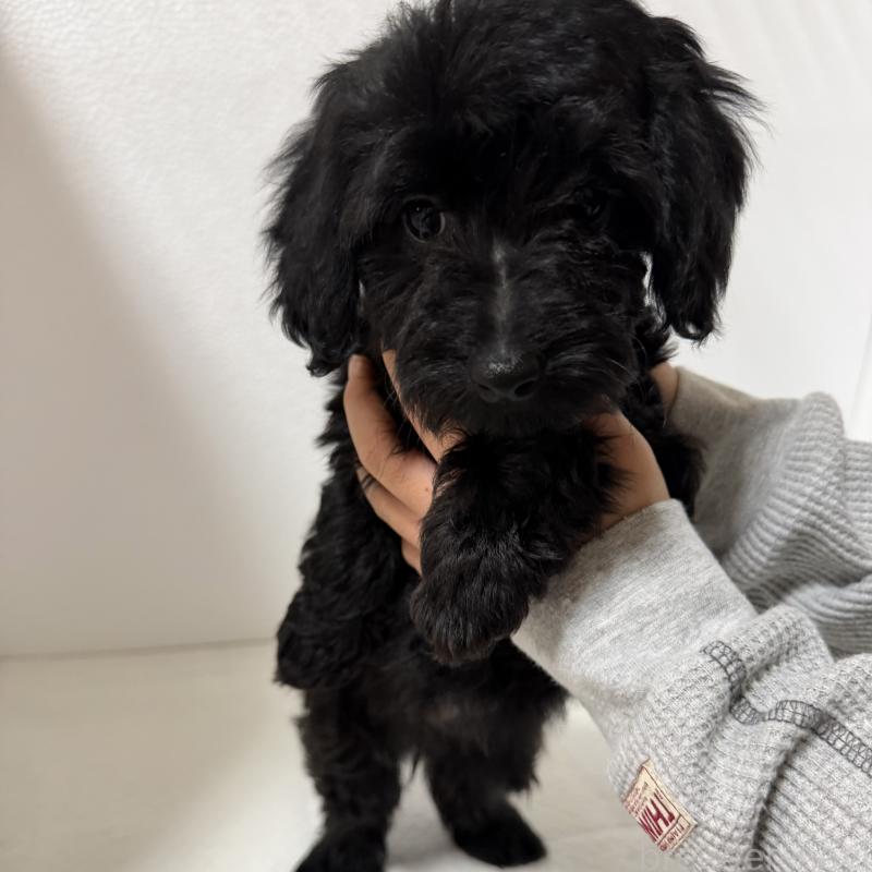 販売中の福岡県のダップー:ミニチュアダックスフンド×トイプードル-432001