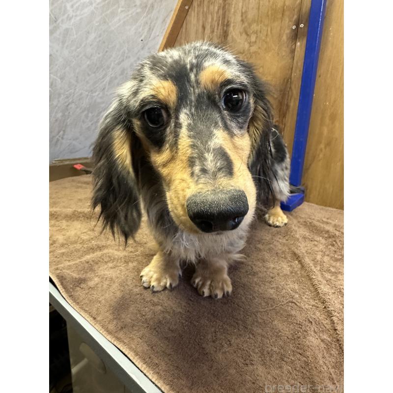 販売中の青森県のミニチュアダックスフンド(ロングヘアード)-444794の5枚目