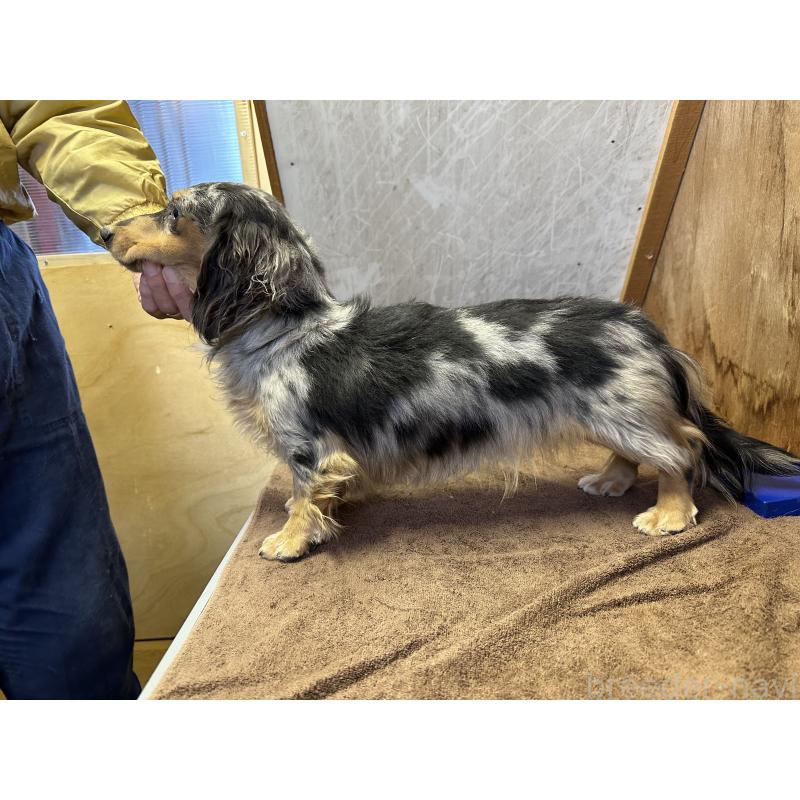 販売中の青森県のミニチュアダックスフンド(ロングヘアード)-444794の3枚目